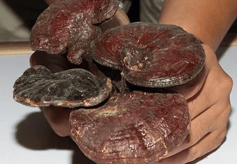 6 Advantages of Ganoderma Lucidum Spore Powder