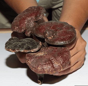 6 Advantages of Ganoderma Lucidum Spore Powder