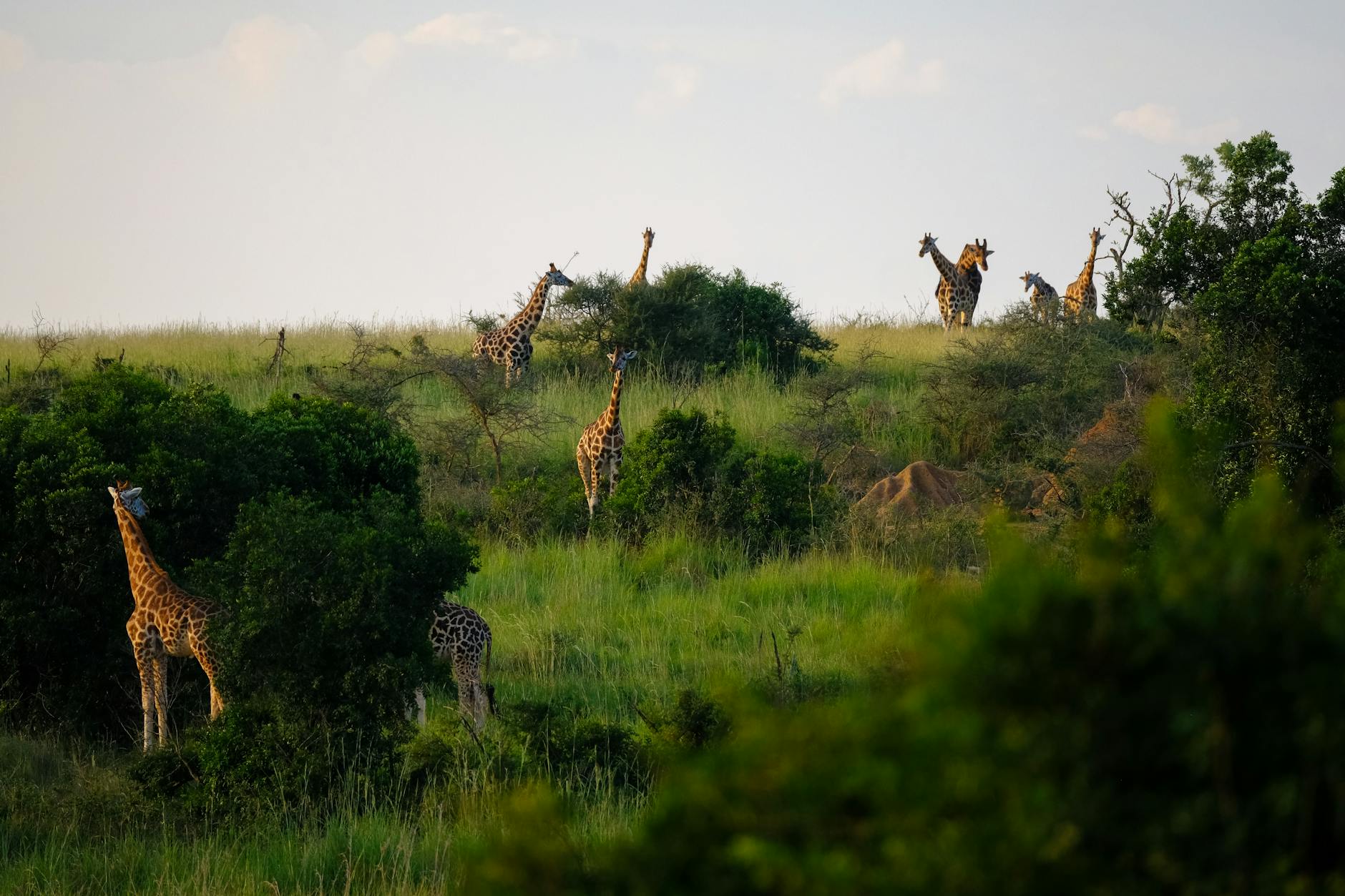 giraffes standing on grass field surrounded by plants