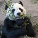 FILE PHOTO. Giant panda eating bamboo at the Ahtari Zoo in Ahtari, Finland. © Matti Matikainen/Xinhua