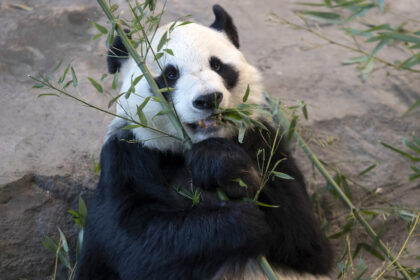 FILE PHOTO. Giant panda eating bamboo at the Ahtari Zoo in Ahtari, Finland. © Matti Matikainen/Xinhua