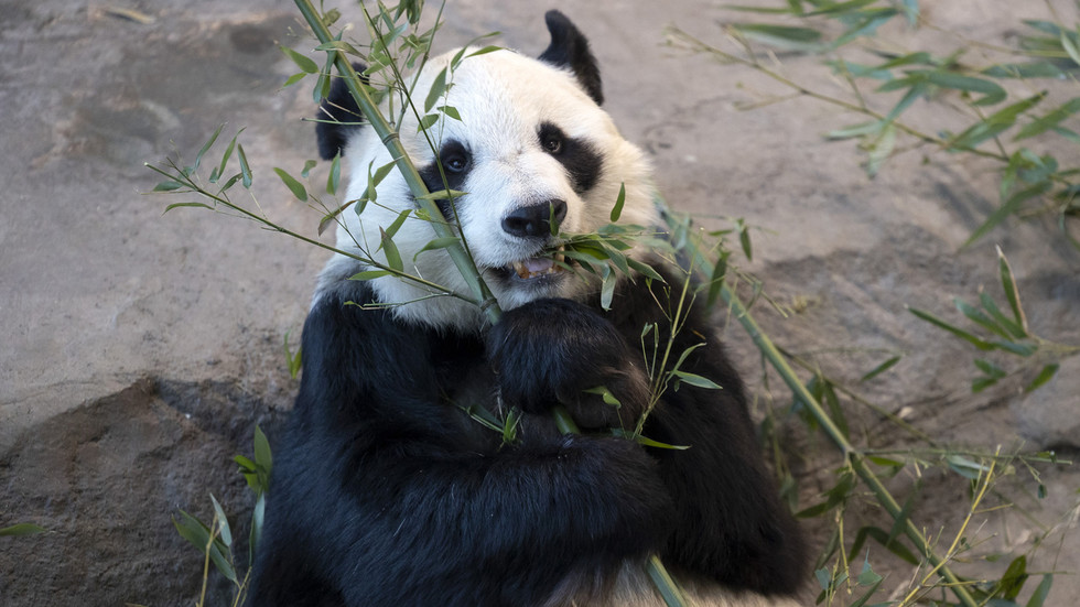 FILE PHOTO. Giant panda eating bamboo at the Ahtari Zoo in Ahtari, Finland. © Matti Matikainen/Xinhua