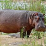 Hippopotamus