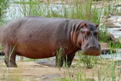 Hippopotamus