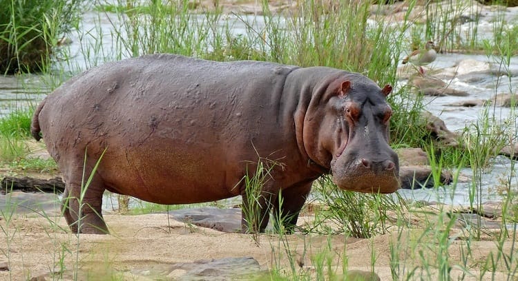 Hippopotamus