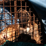 A dog looks out from a cage during a protest by dog meat farmers in Seoul, South Korea, November 30, 2023 © Getty Images / Chung Sung-Jun