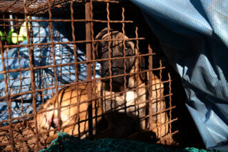 A dog looks out from a cage during a protest by dog meat farmers in Seoul, South Korea, November 30, 2023 © Getty Images / Chung Sung-Jun