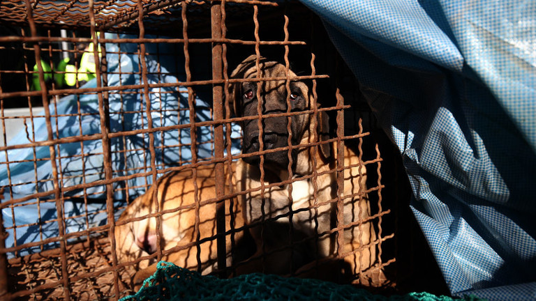 A dog looks out from a cage during a protest by dog meat farmers in Seoul, South Korea, November 30, 2023 © Getty Images / Chung Sung-Jun