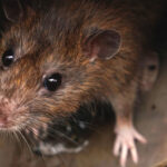 Closeup of rat in a sewer could be seen from drain grate - stock photo