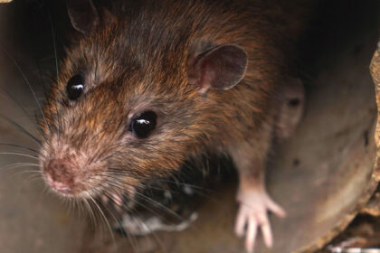 Closeup of rat in a sewer could be seen from drain grate - stock photo