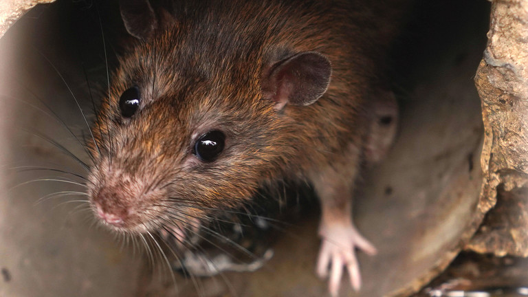 Closeup of rat in a sewer could be seen from drain grate - stock photo