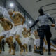 FILE PHOTO. Inmates belonging to the MS-13 and Barrio 18 gangs arrive to the Terrorist Confinement Center (CECOT) in Tecoluca, El Salvador. © Getty Images / Anadolu Agency / Press Secretary Of The Presidency Of El Salvador